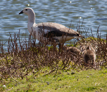 AntL_2012-1015