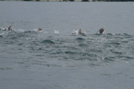 AntL_2012-2454